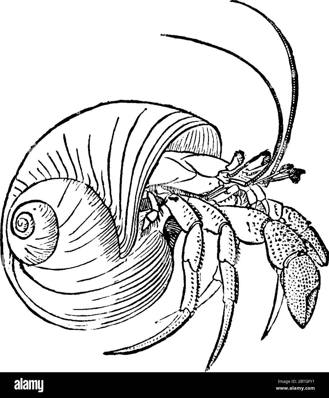 Hermit Crab Shell Drawing