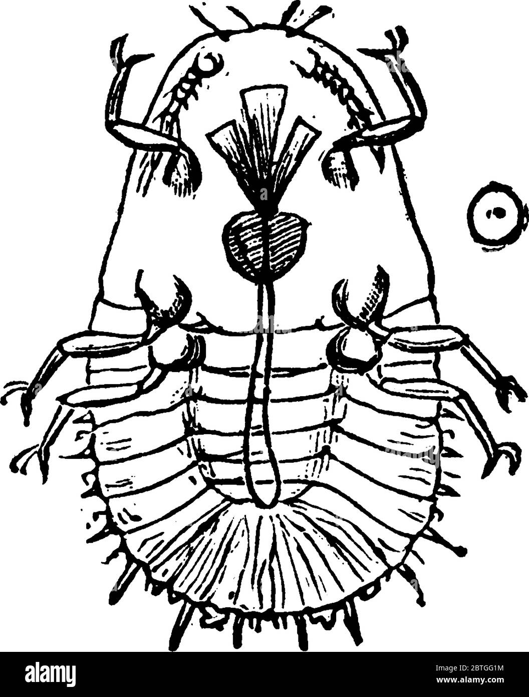 Mytilaspis Pomorum, young larva., vintage line drawing or engraving illustration. Stock Vector