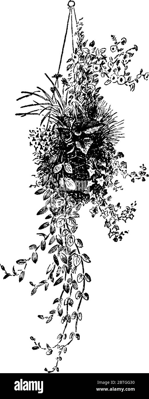 Grown in hanging basket Stock Vector Images Alamy