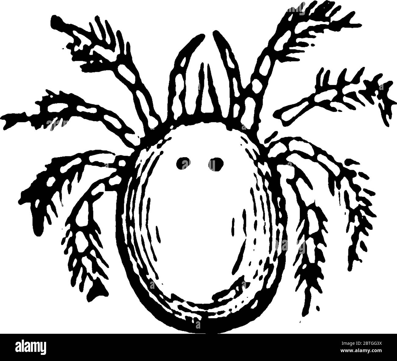 Mites are small arthropods belonging to the class Arachnida and the subclass Acari, vintage line drawing or engraving illustration. Stock Vector