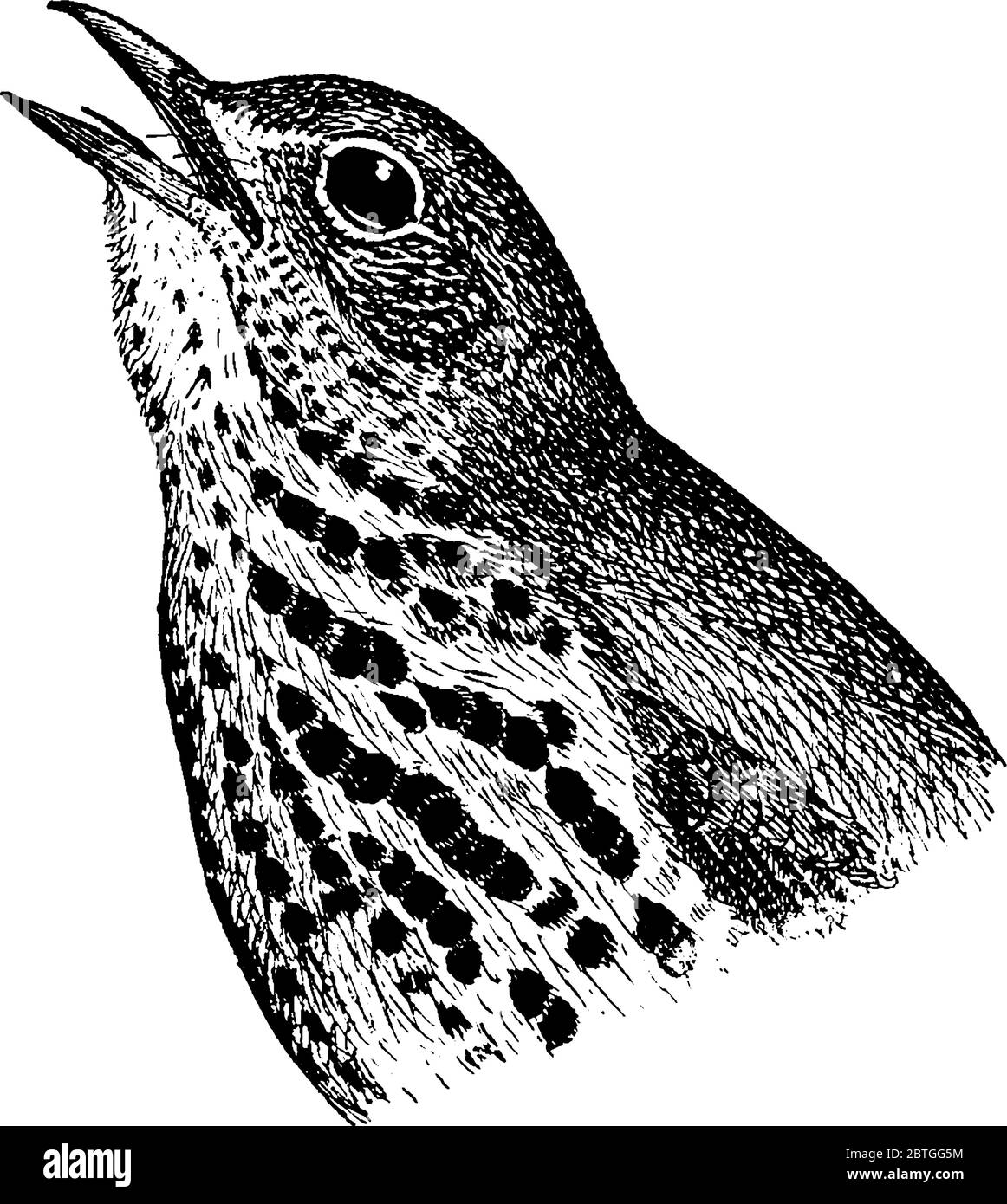 The Wood Thrush, Hylocichla mustelina, a North American passerine bird with it's beak wide opened, vintage line drawing or engraving illustration. Stock Vector