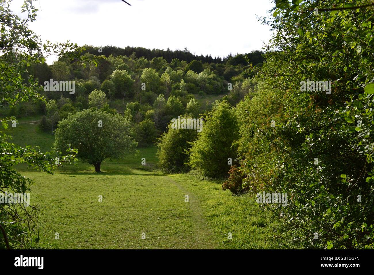 Late May in north west Kent, England. A typical North Downs dry valley at Andrews Wood pictured from Meenfield Wood on a sunny day Stock Photo