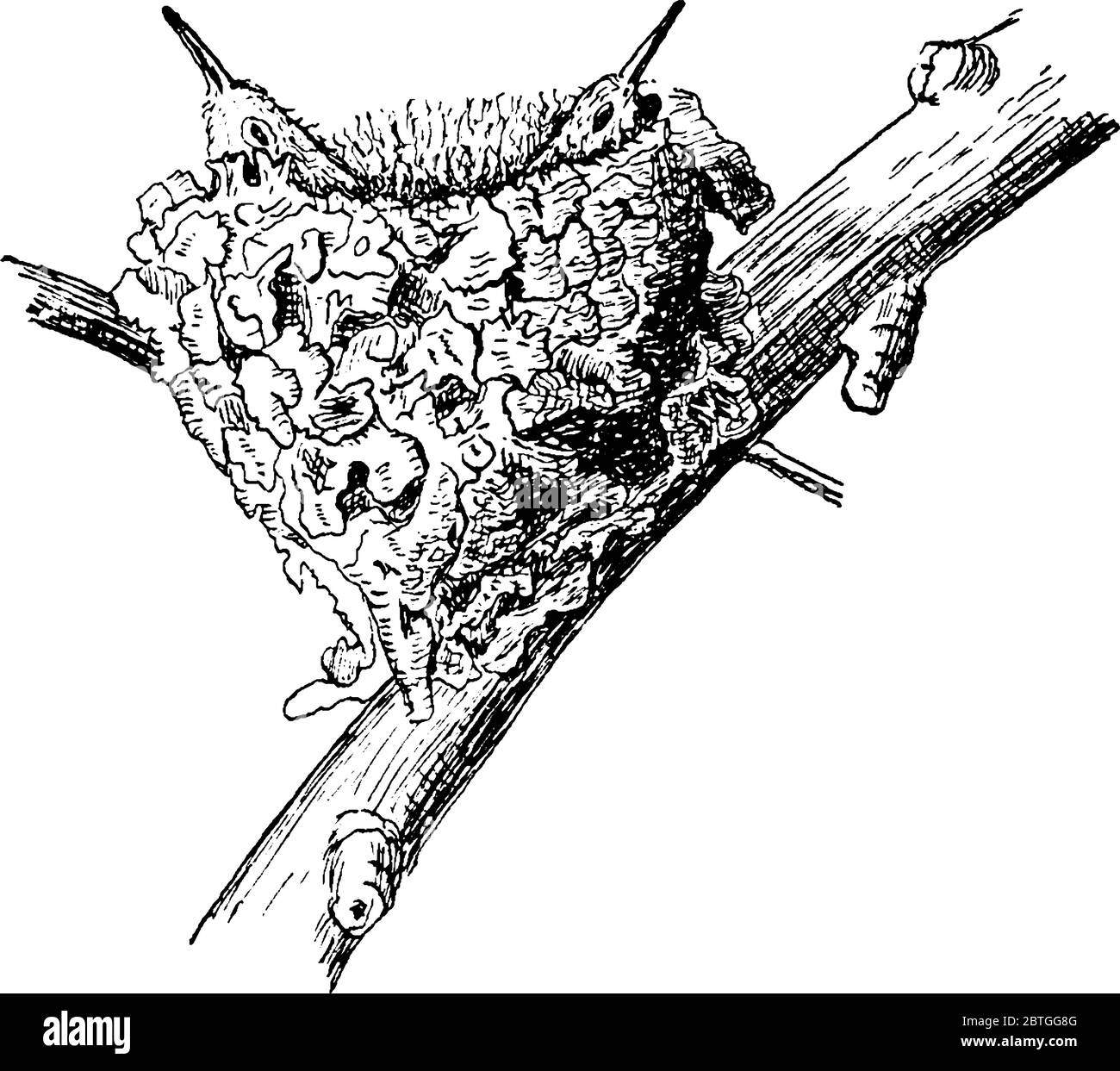 Hummingbird nest with small hummingbirds, vintage line drawing or