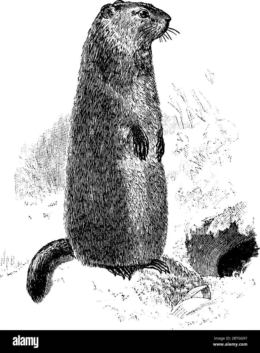 Woodchuck is an large ground squirrel of rodent family, vintage line drawing or engraving illustration. Stock Vector