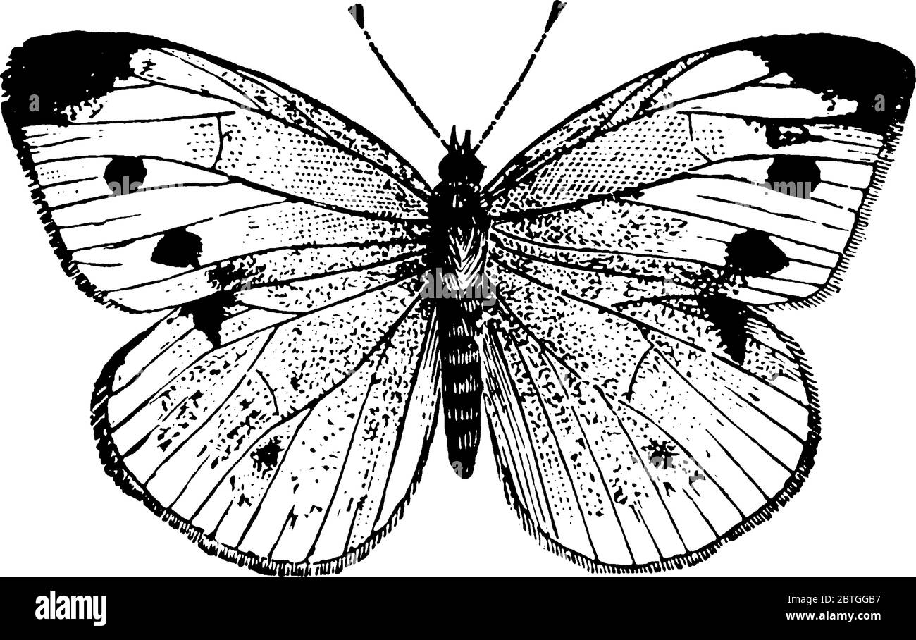 Cabbage Butterfly is a small white butterfly, having forewing with black tip in the family Pieridae, also known as Pieris rapae, vintage line drawing Stock Vector