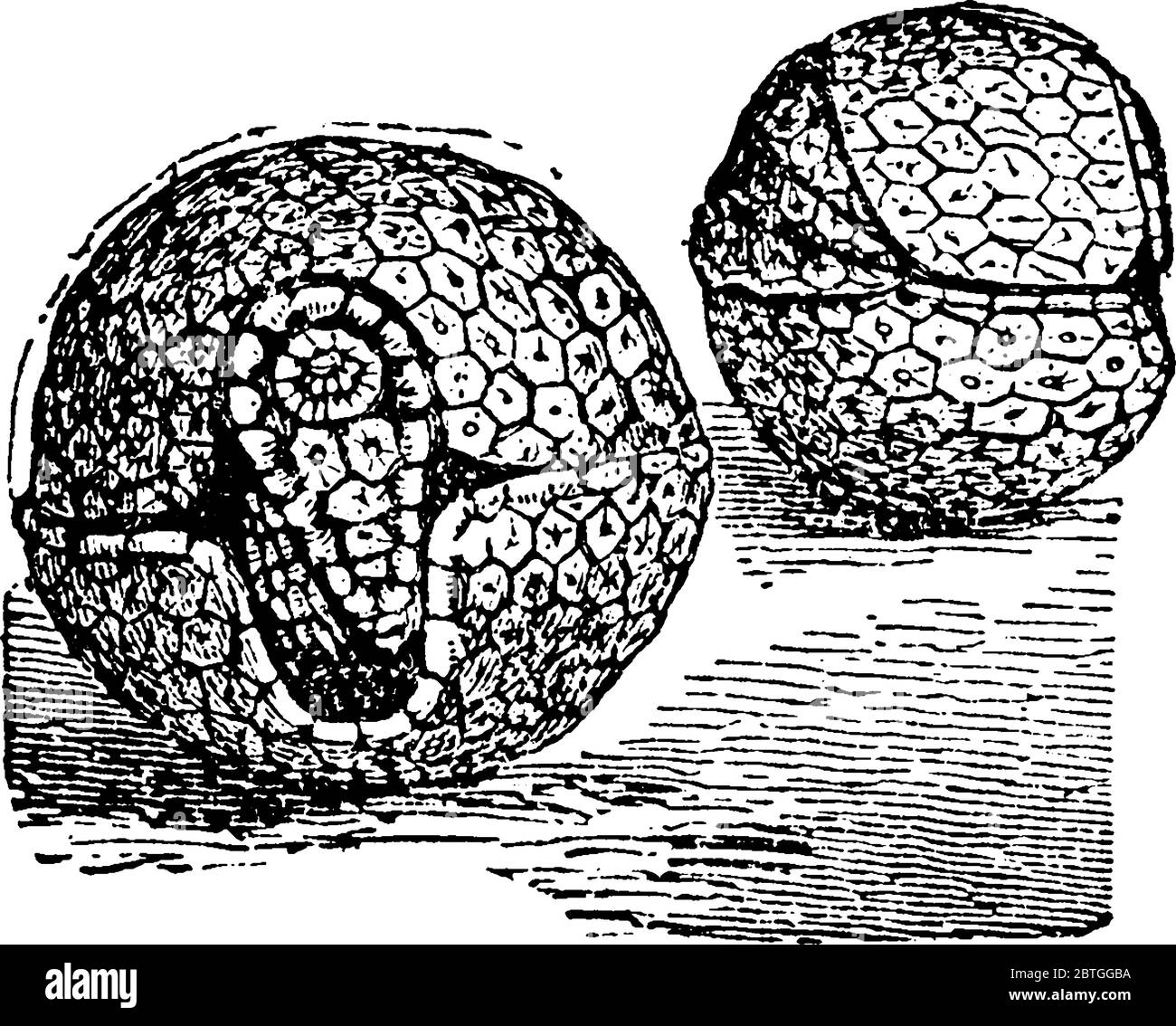 Armadillo defense Cut Out Stock Images & Pictures Alamy