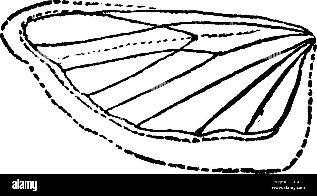 The structural detail of the wing of the Mediterranean flour-moth, Ephestia kuhniella species, with oblique bands and imaginary lines, vintage line dr Stock Vector