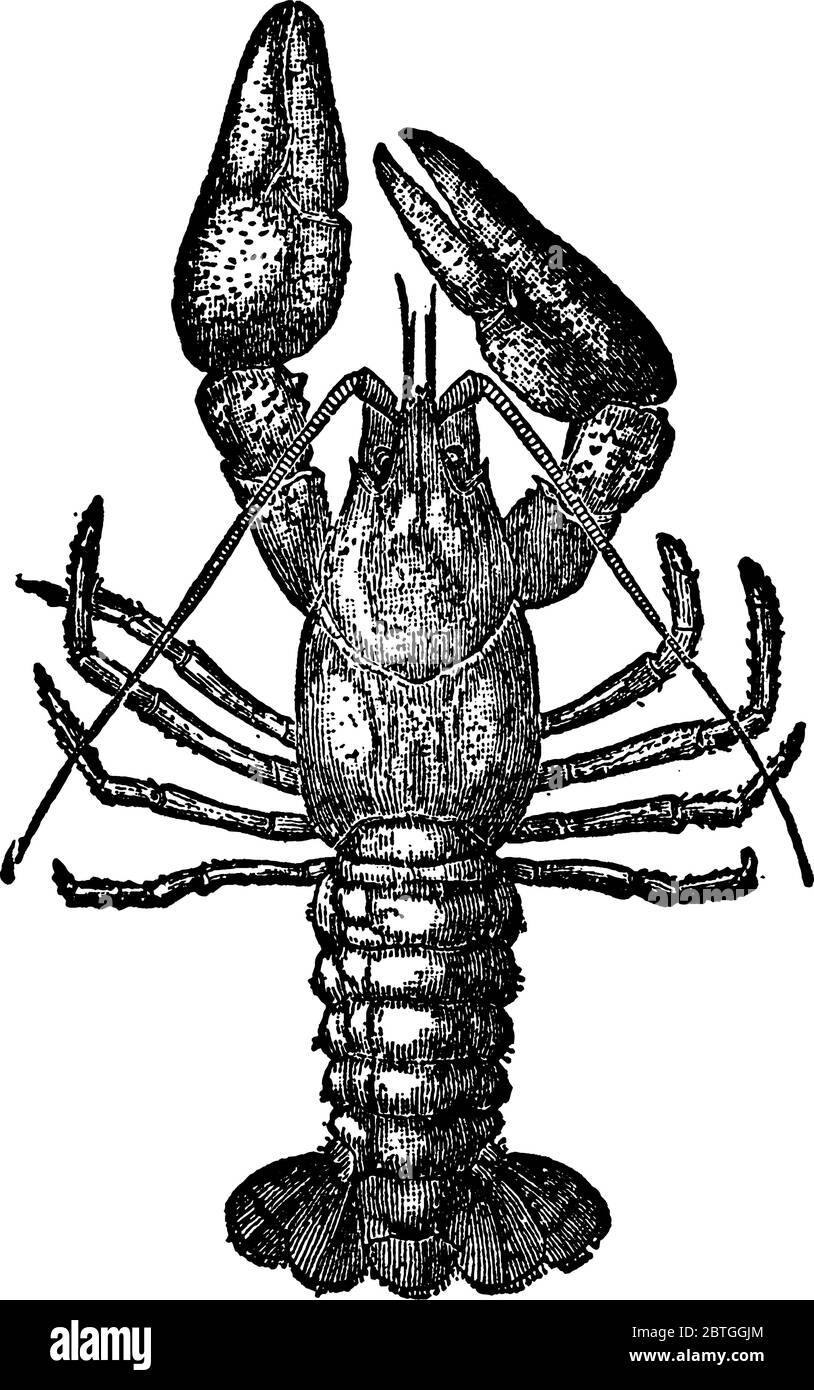 The common crawfish is the river lobster and lurks under stones or in holes in the banks. Its food consists of small mollusks or fishes, the larvae of Stock Vector