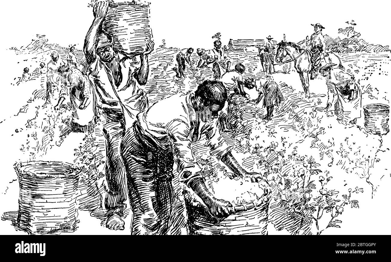 A typical representation of slaves on a cotton plantation, showing how they work in the field, vintage line drawing or engraving illustration. Stock Vector