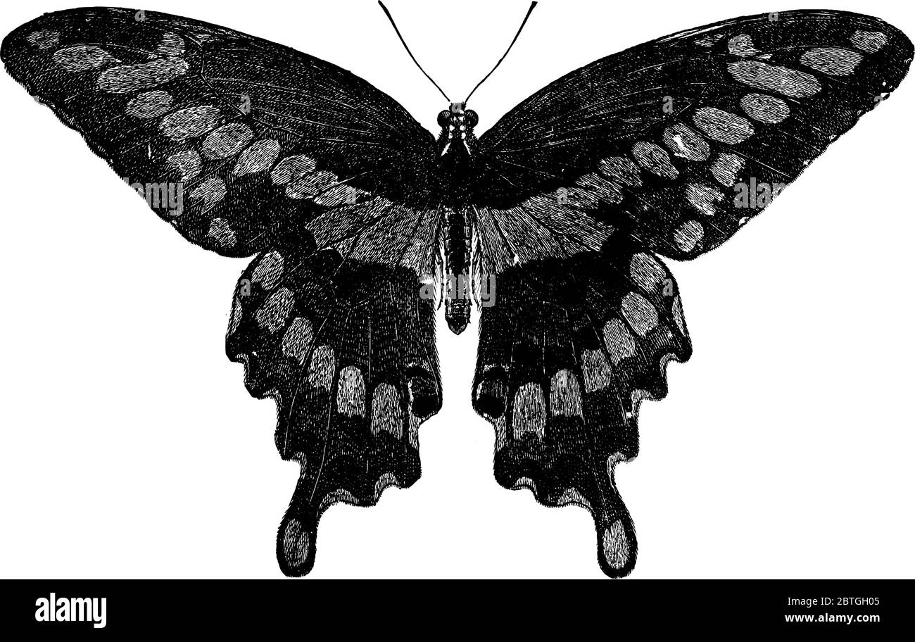 The giant butterfly, Papilio cresphontes species, has a striking appearance with a forewing span and are suggested to be the largest butterflies, vint Stock Vector