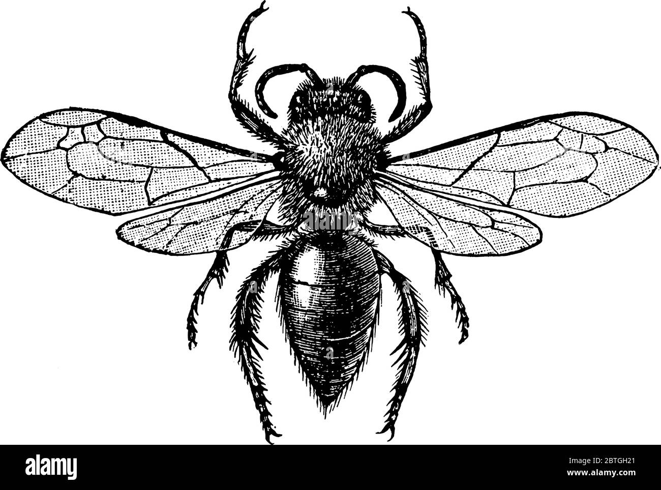 Bees(Anthophila) are flying insects closely related to wasps and ants, vintage line drawing or engraving illustration. Stock Vector