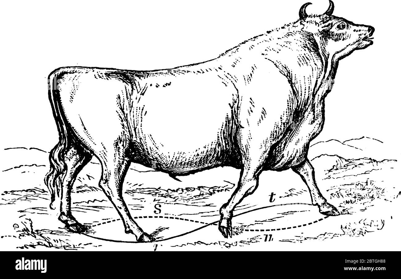 A large sized bull with heavy body found in Chillingham, England, vintage line drawing or engraving illustration. Stock Vector