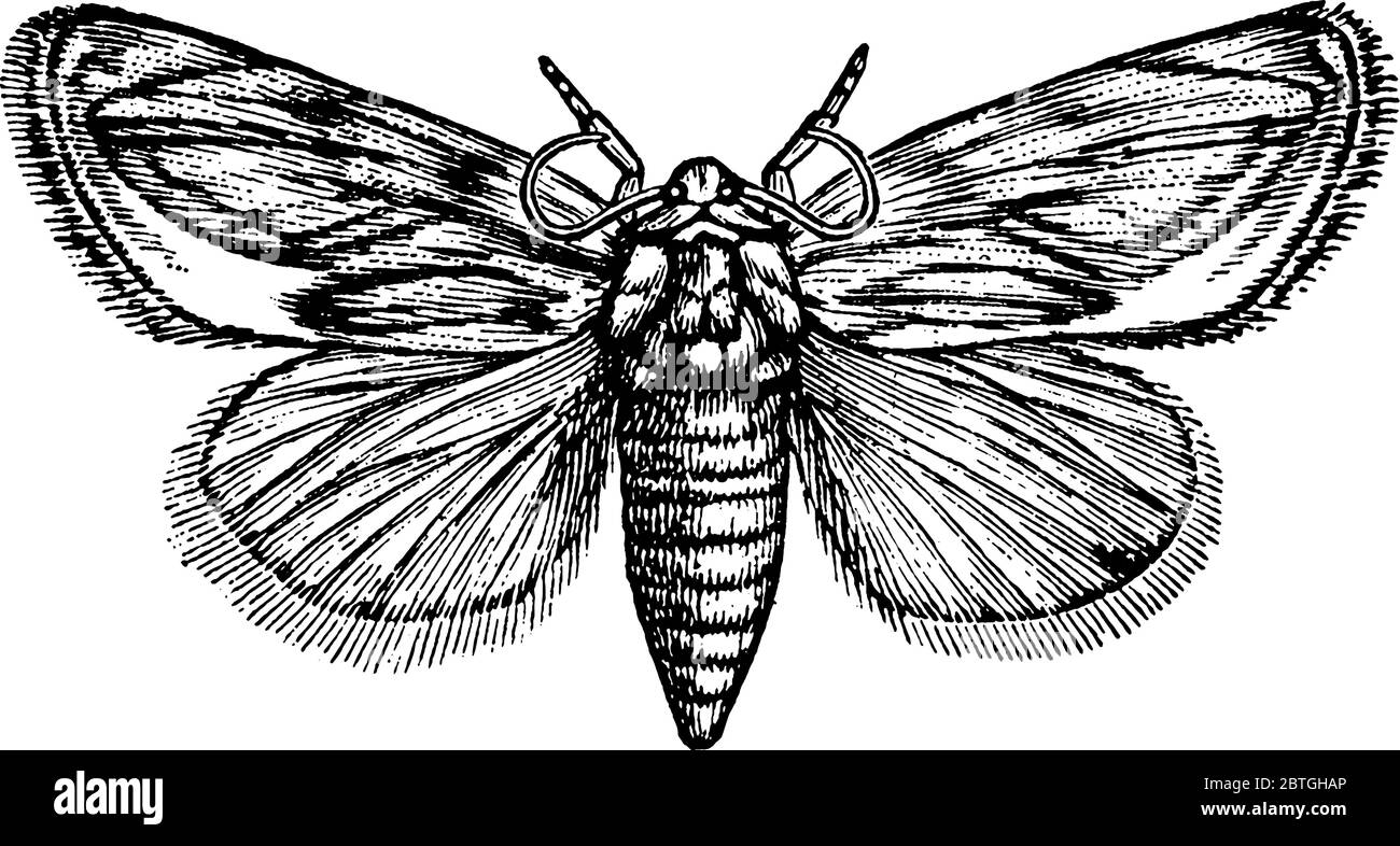 A typical representation of a moth with long wings; the primaries blunt; the secondaries small. The thorax is square with a central crest. The abdomen Stock Vector