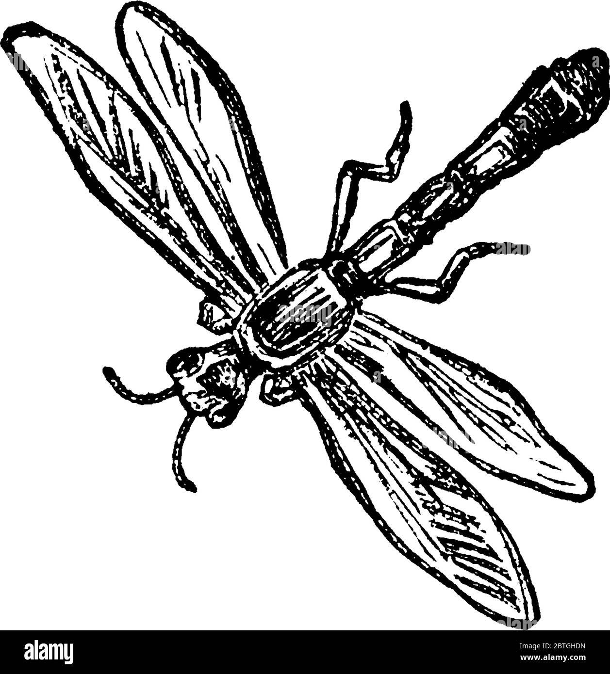Perfect Insect A typical representation of the Ant-lion perfect insect, that is skinny ...
