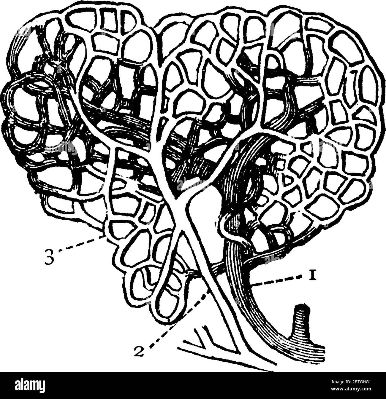 A typical representation of the capillaries, with the parts, '1, 2 and