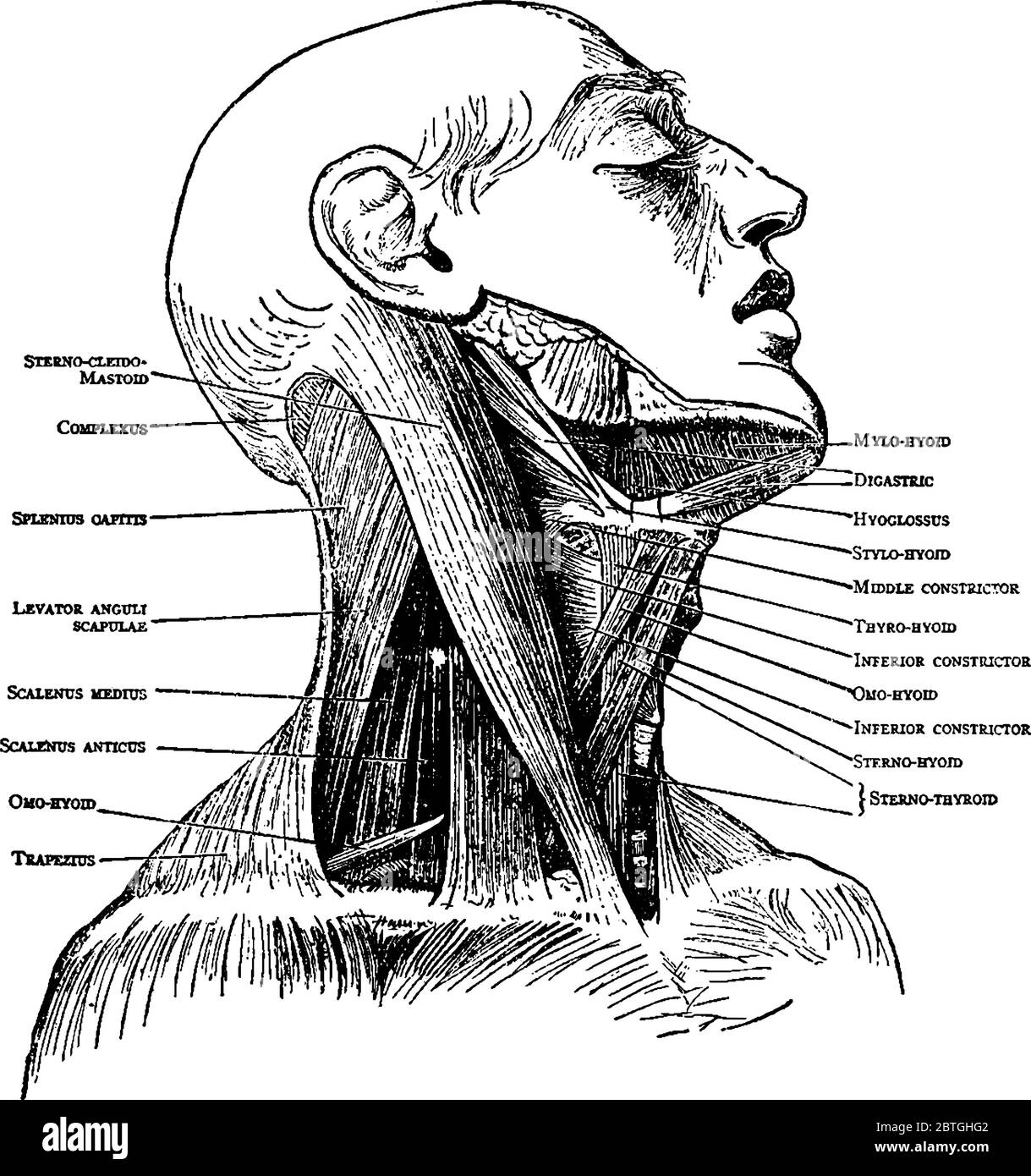 Figure of Neck muscle they are responsible for the gross motor movement in the muscular system of the head and neck, vintage line drawing or engraving Stock Vector