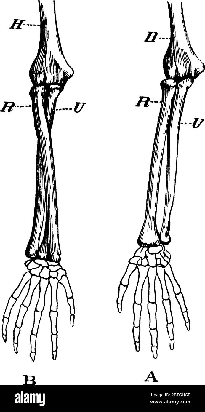 Demonstration of the movement of a pivot joint, with its parts labelled as, 'A, B, H, R and U', representing, arm in supination (palm uppermost), arm Stock Vector