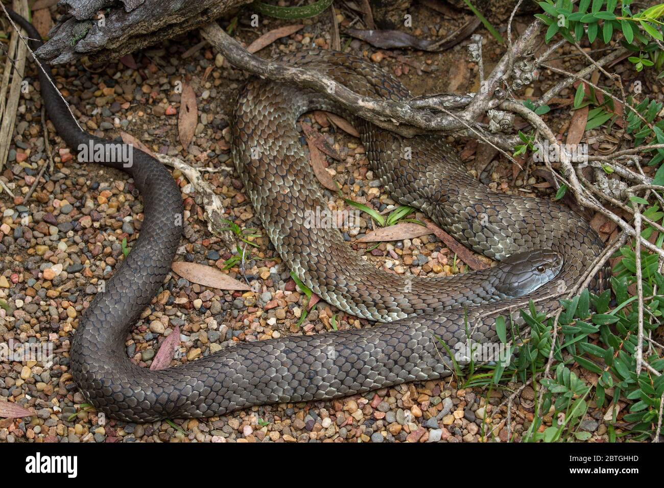 Australian Eastern Tiger Snake basking Stock Photo Alamy