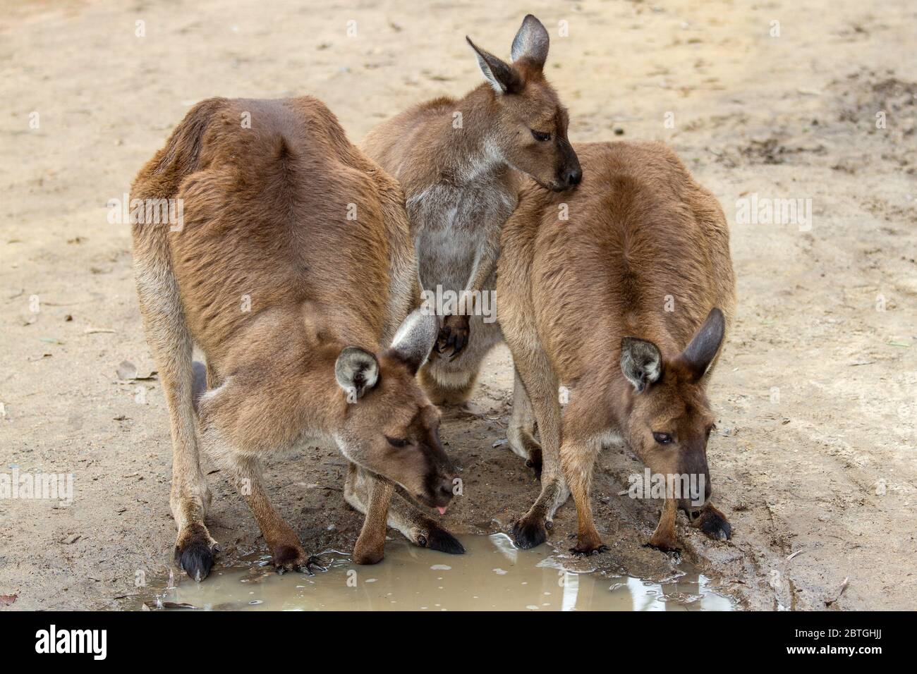 Wallaroo's drinking from a pool of water Stock Photo Alamy