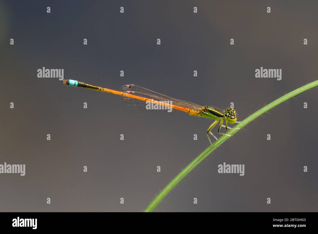 Australia insect damselfly hi-res stock photography and images - Alamy