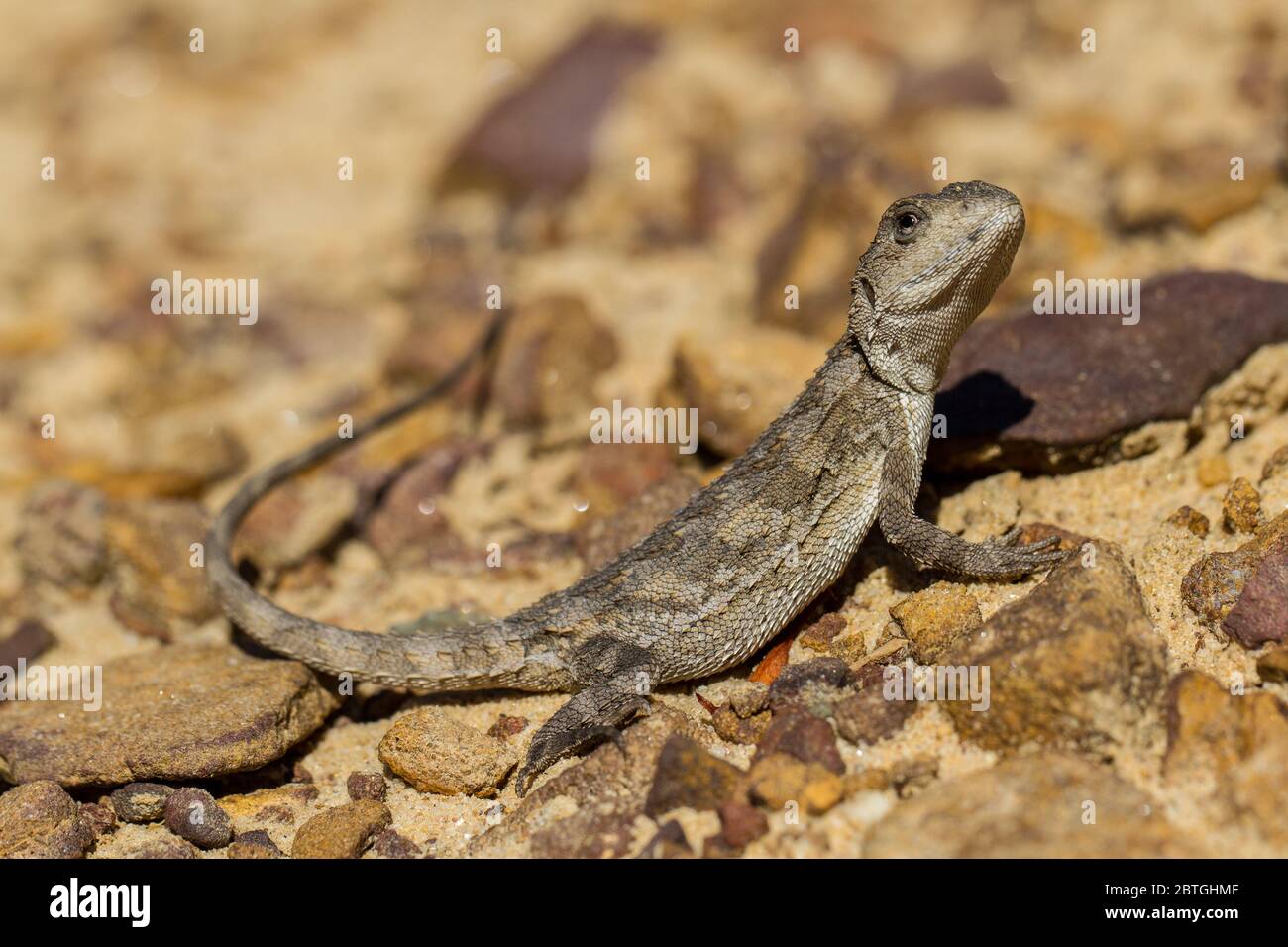 Mountain Dragon basking on stones Stock Photo