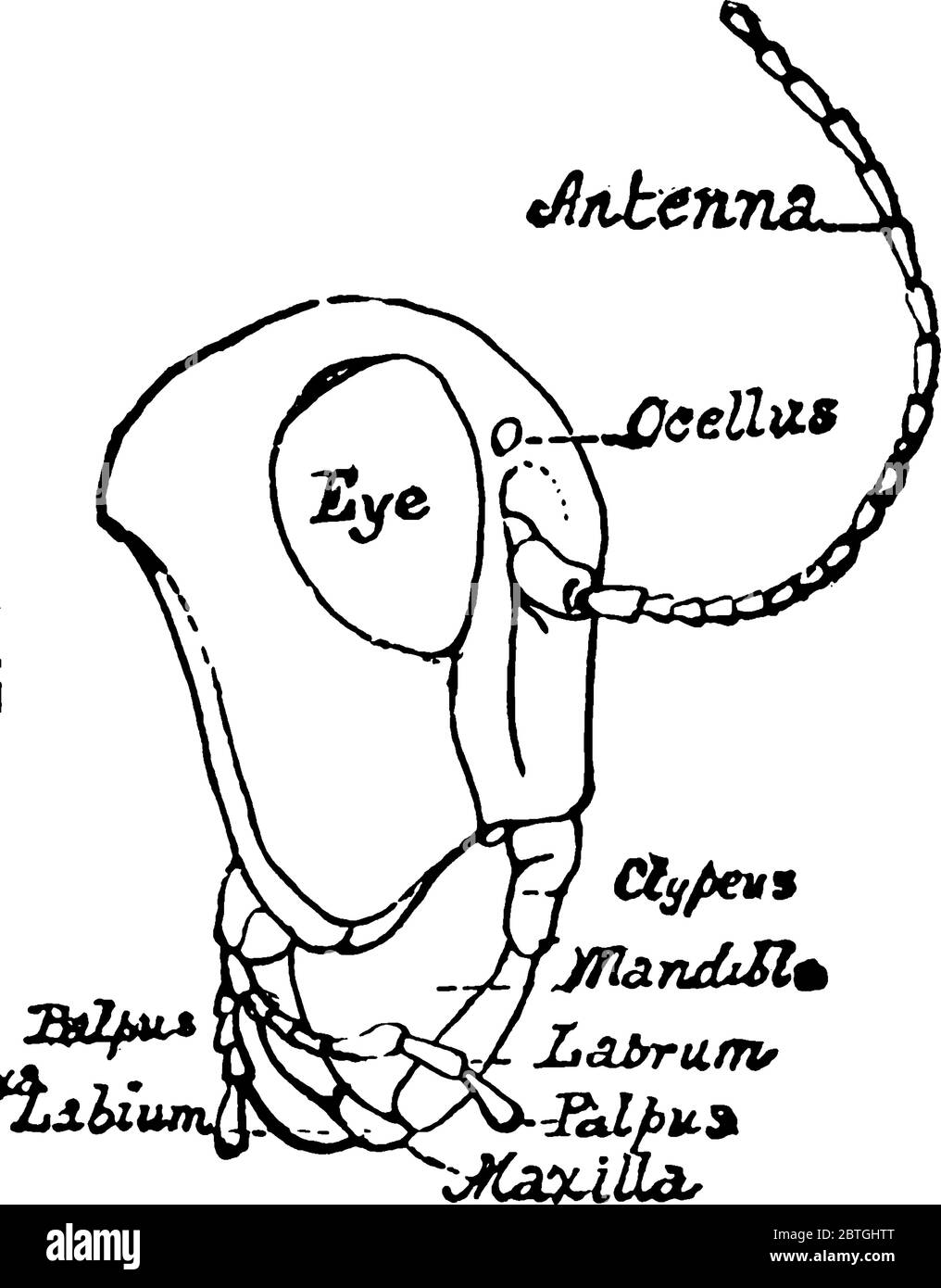 The side view of Grasshopper head, it consist of Ocellus, Compound eye, Antenna, Gena, Frons, Clypeus, Mandible, Labrum, Labium, and Pulps., vintage l Stock Vector
