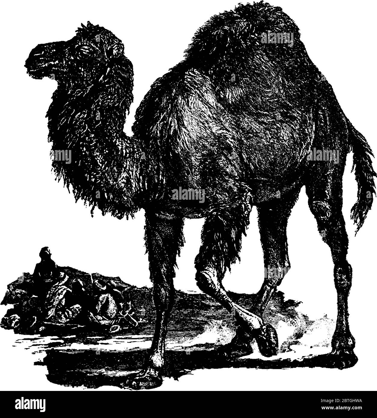 The Dromedary camel, a large even-toed ungulate, one-humped camel, vintage line drawing or engraving illustration. Stock Vector