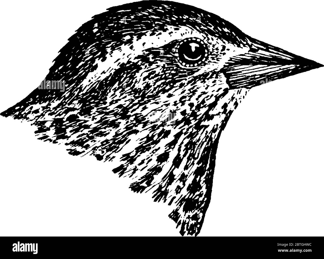 The Red-winged Blackbird, a passerine bird of the family Icteridae, found in most of North and much of Central America, vintage line drawing or engrav Stock Vector