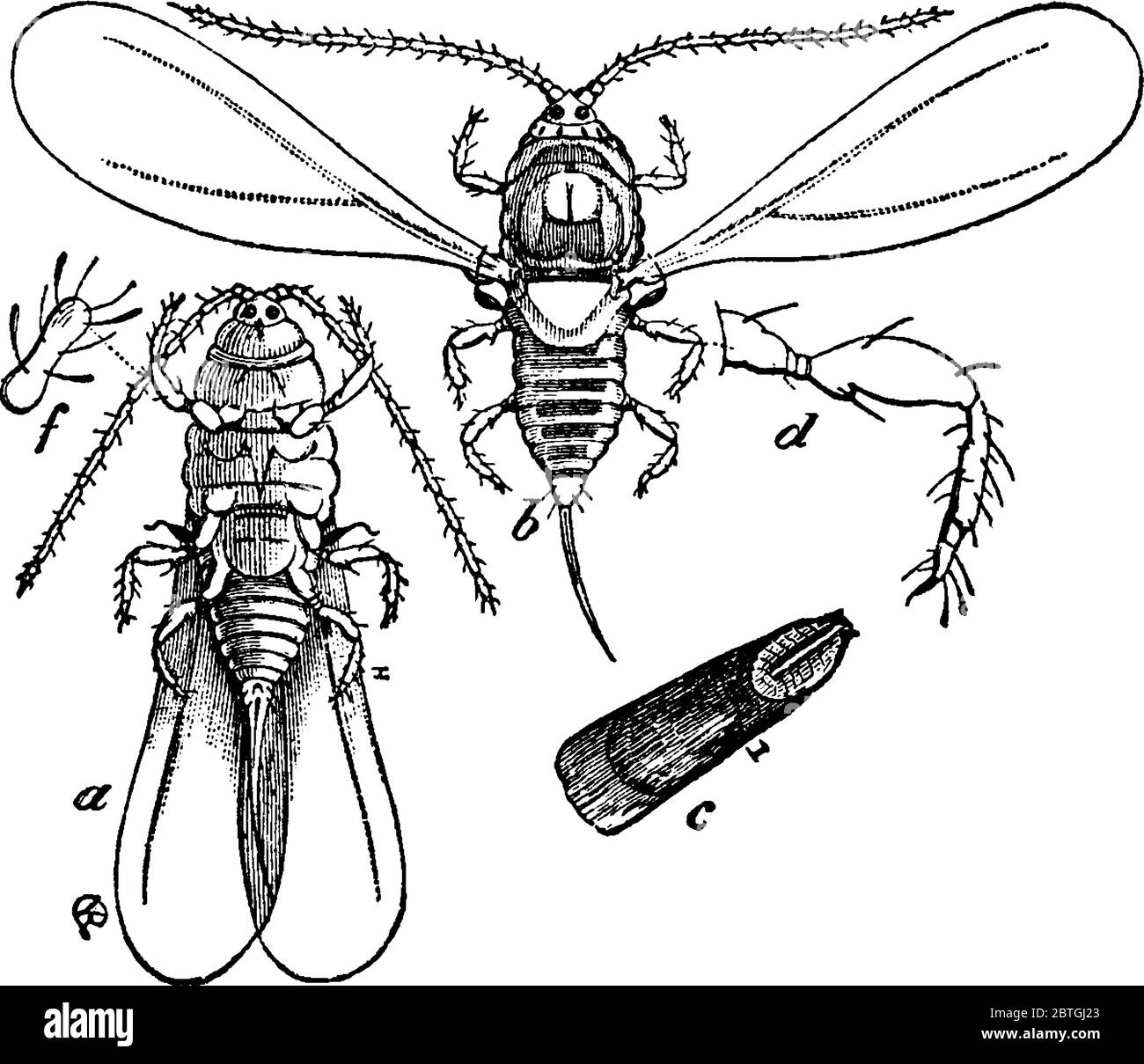 The Scale-insect, with a, b, c, d, e, f, markings representing the ventral view with wings closed, dorsal view with wings expanded, scale, leg and the Stock Vector