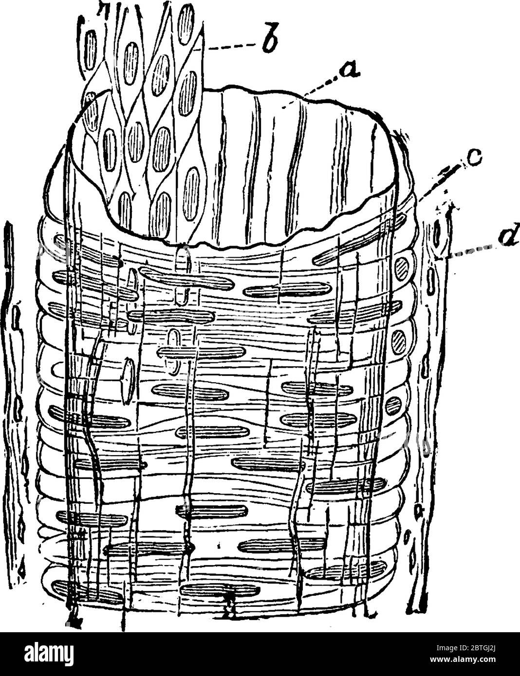 Structure of an artery, with its parts labelled as, 'a, b, c and d', representing the internal coat; inner layer of pavement epithelium (endothelium); Stock Vector