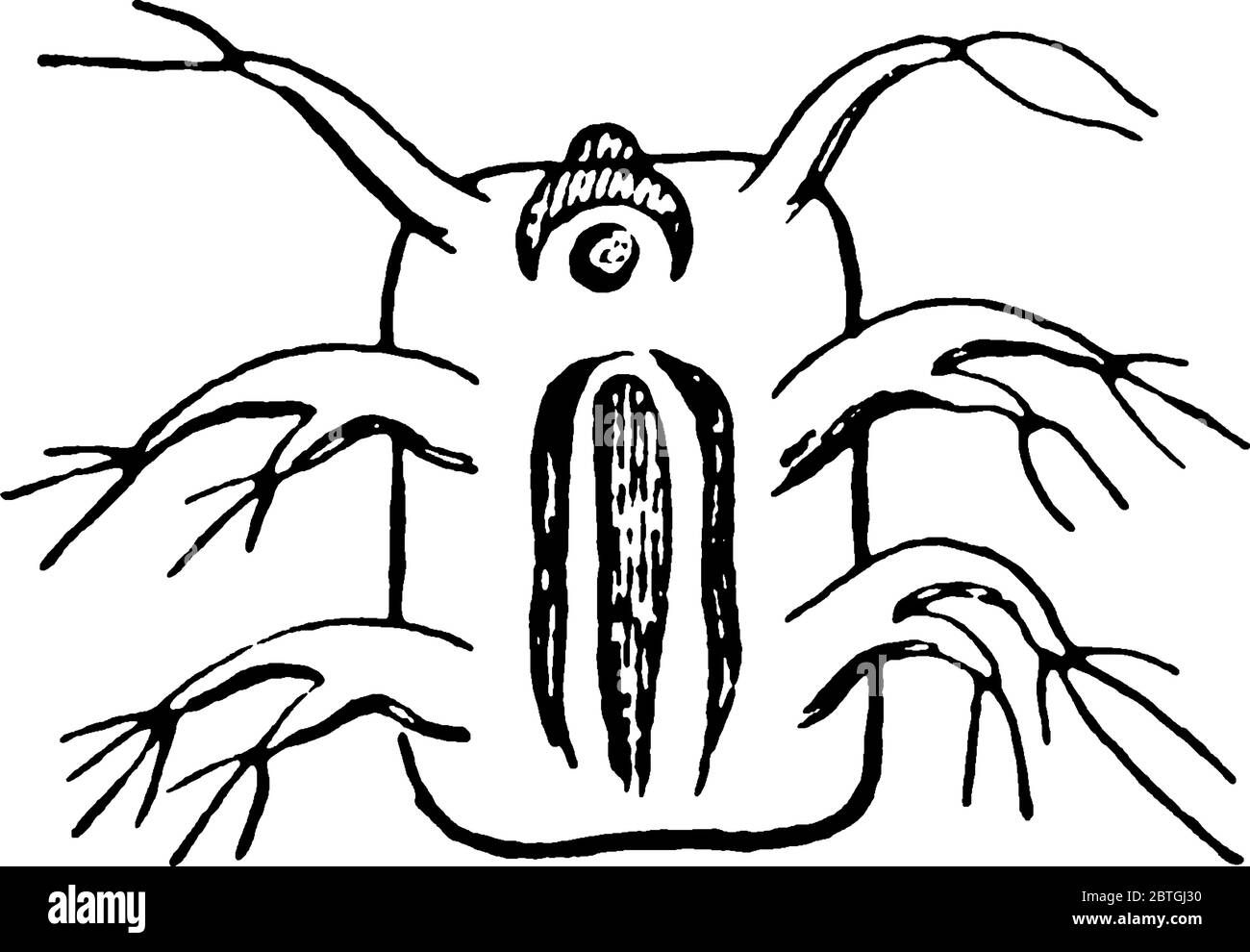 Louse is a small wingless parasitic insects in the family Pediculidae that live on the skin of mammals and birds., vintage line drawing or engraving i Stock Vector