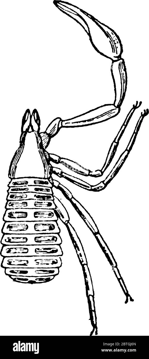 A typical representation of the dorsal view of the Garypus litoralis species, one of the Pseudoscorpiones, showing the prosomatic appendages, eyes, pr Stock Vector