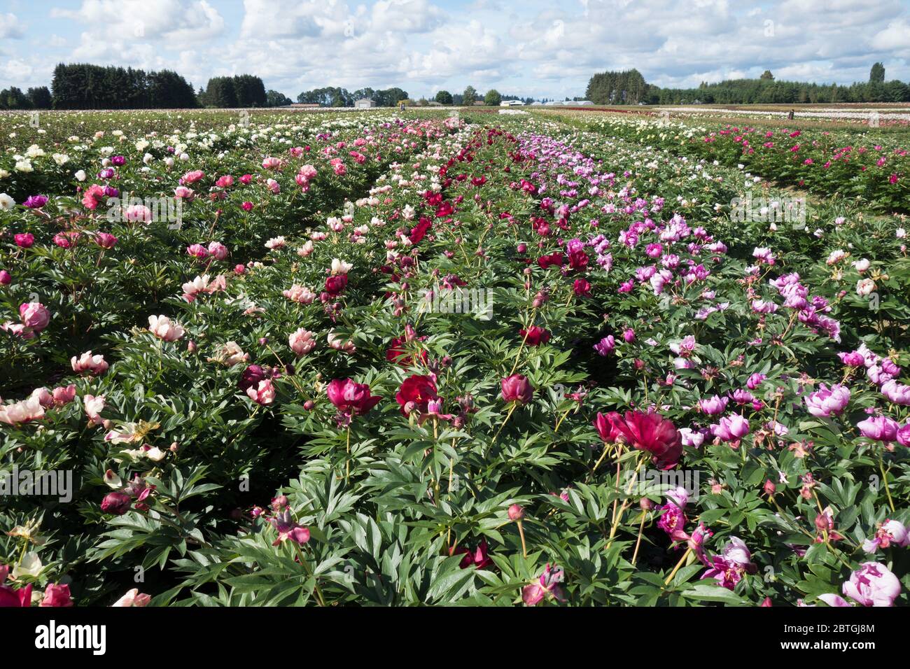 Peony garden hires stock photography and images Alamy
