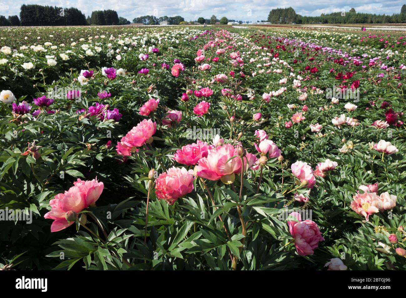 Peony garden hires stock photography and images Alamy