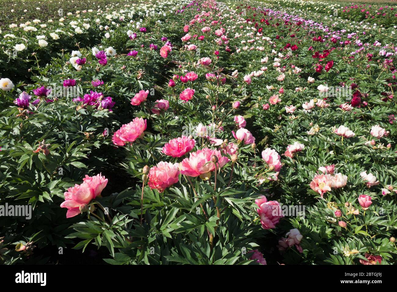 Peony garden hires stock photography and images Alamy