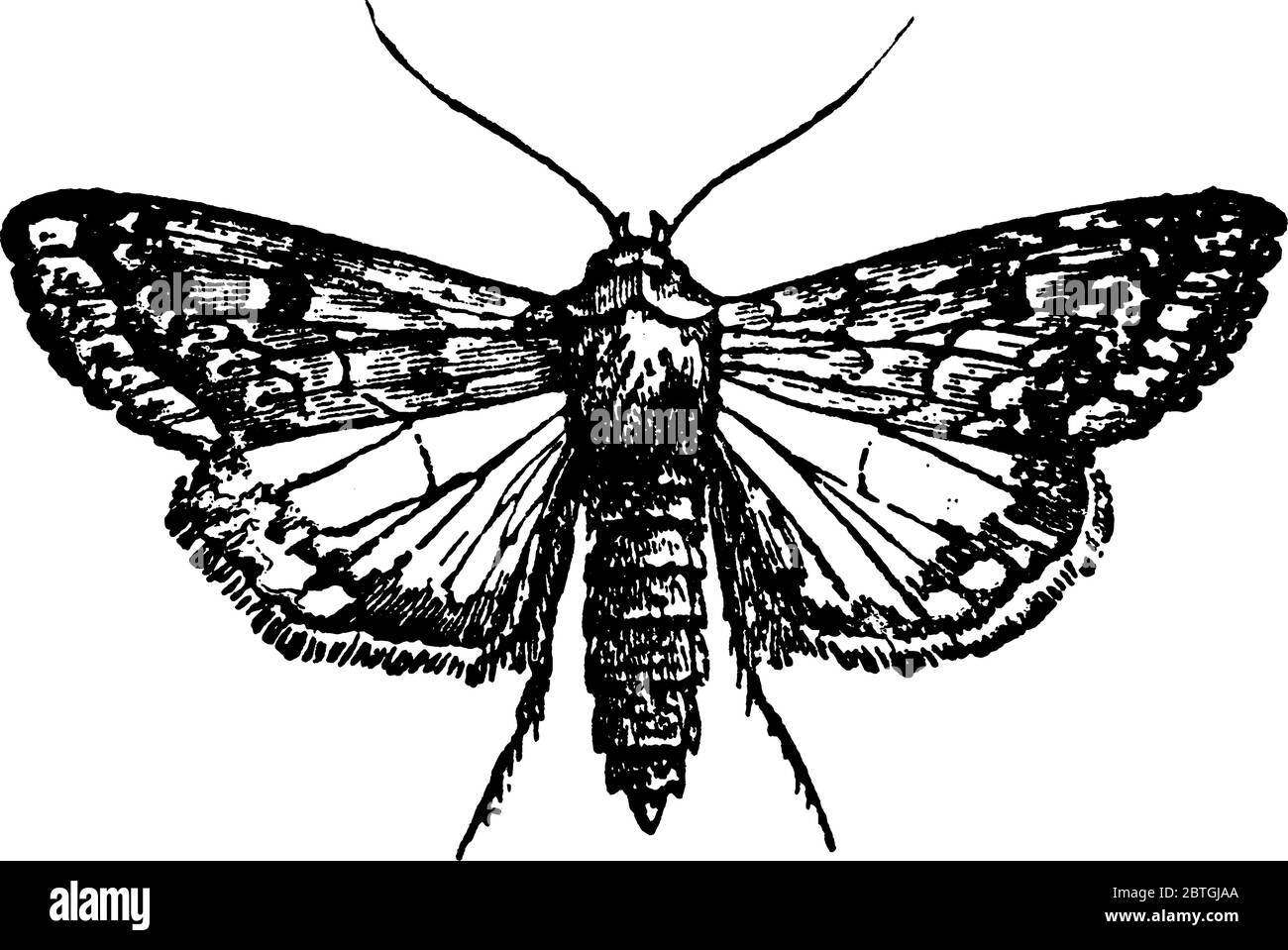 Black And White Hindwings Stock Vector Images Alamy