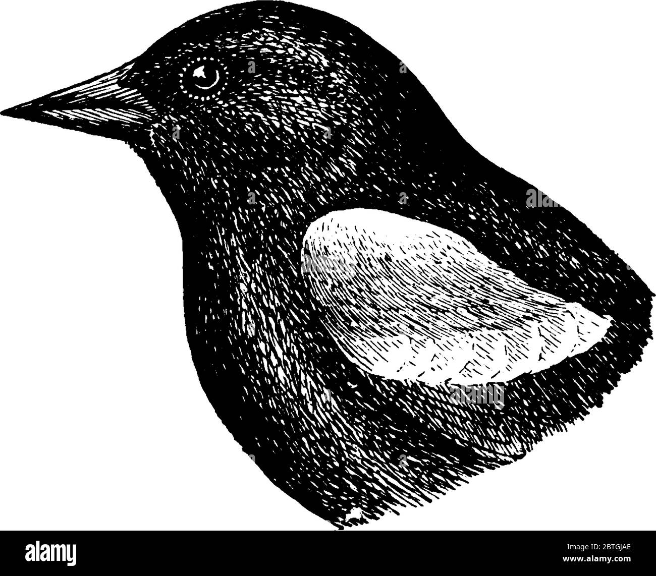 The Red-winged Blackbird, a passerine bird of the family Icteridae, found in most of North and much of Central America, vintage line drawing or engrav Stock Vector