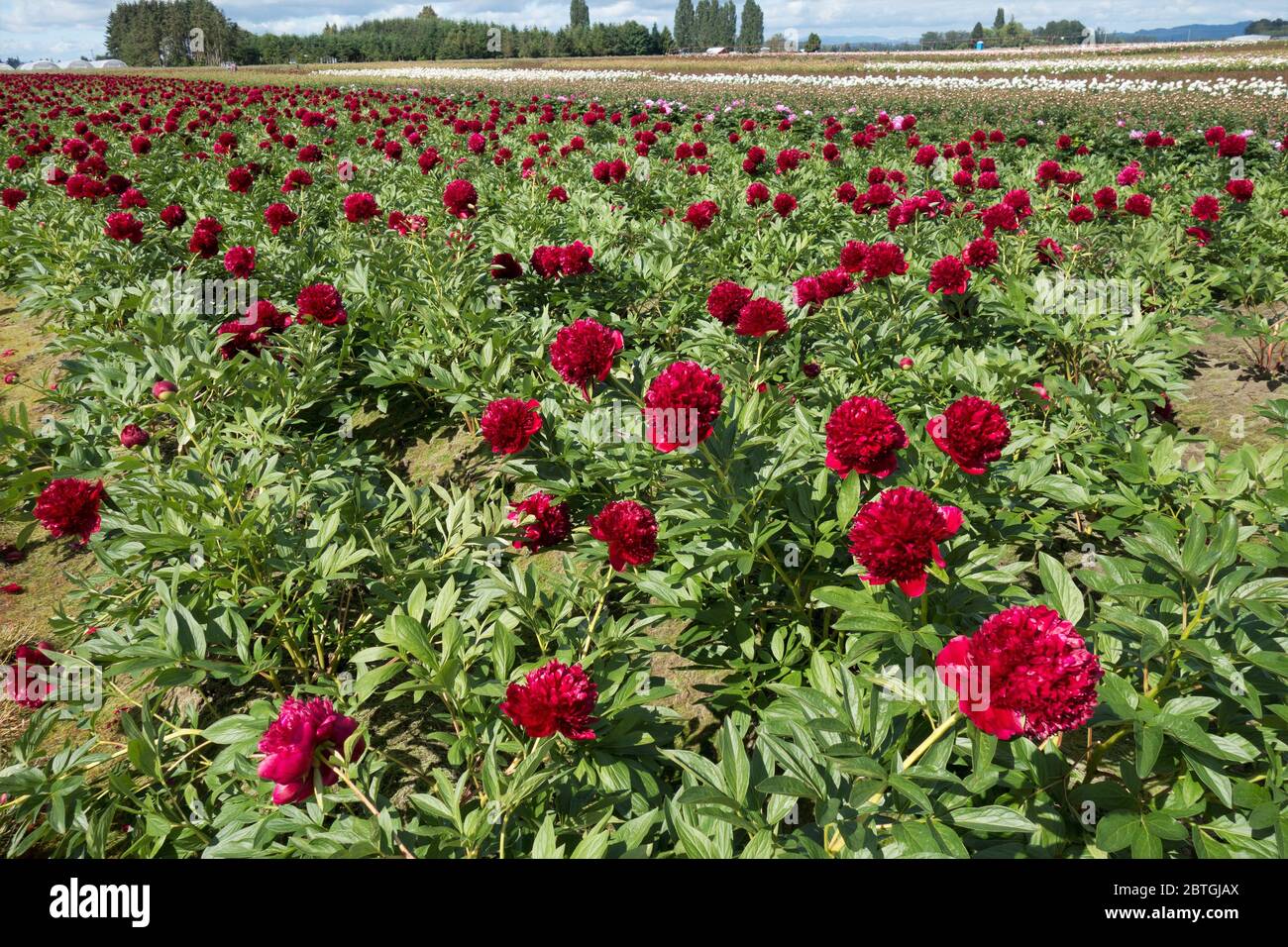 Peony garden hires stock photography and images Alamy