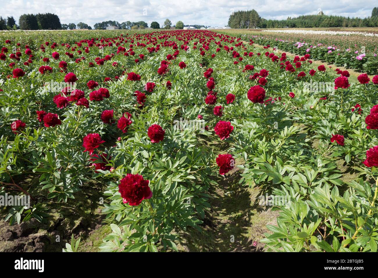 A field of peony flowers at Adelman Peony Garden in Salem, Oregon, USA
