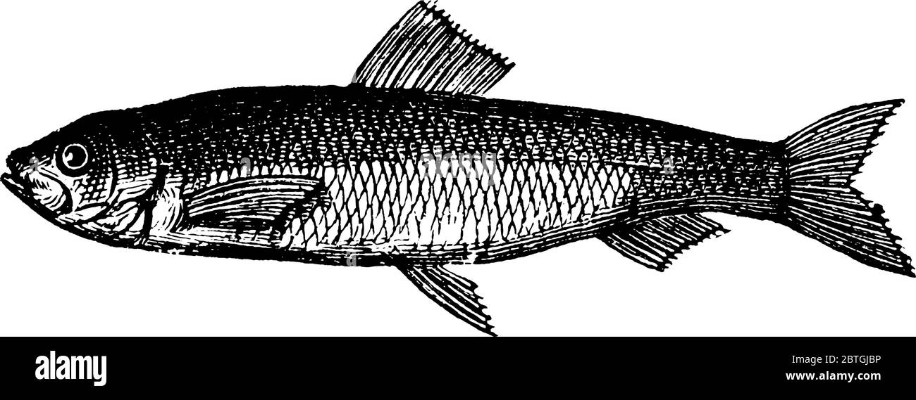 Herring vector vectors hires stock photography and images Alamy