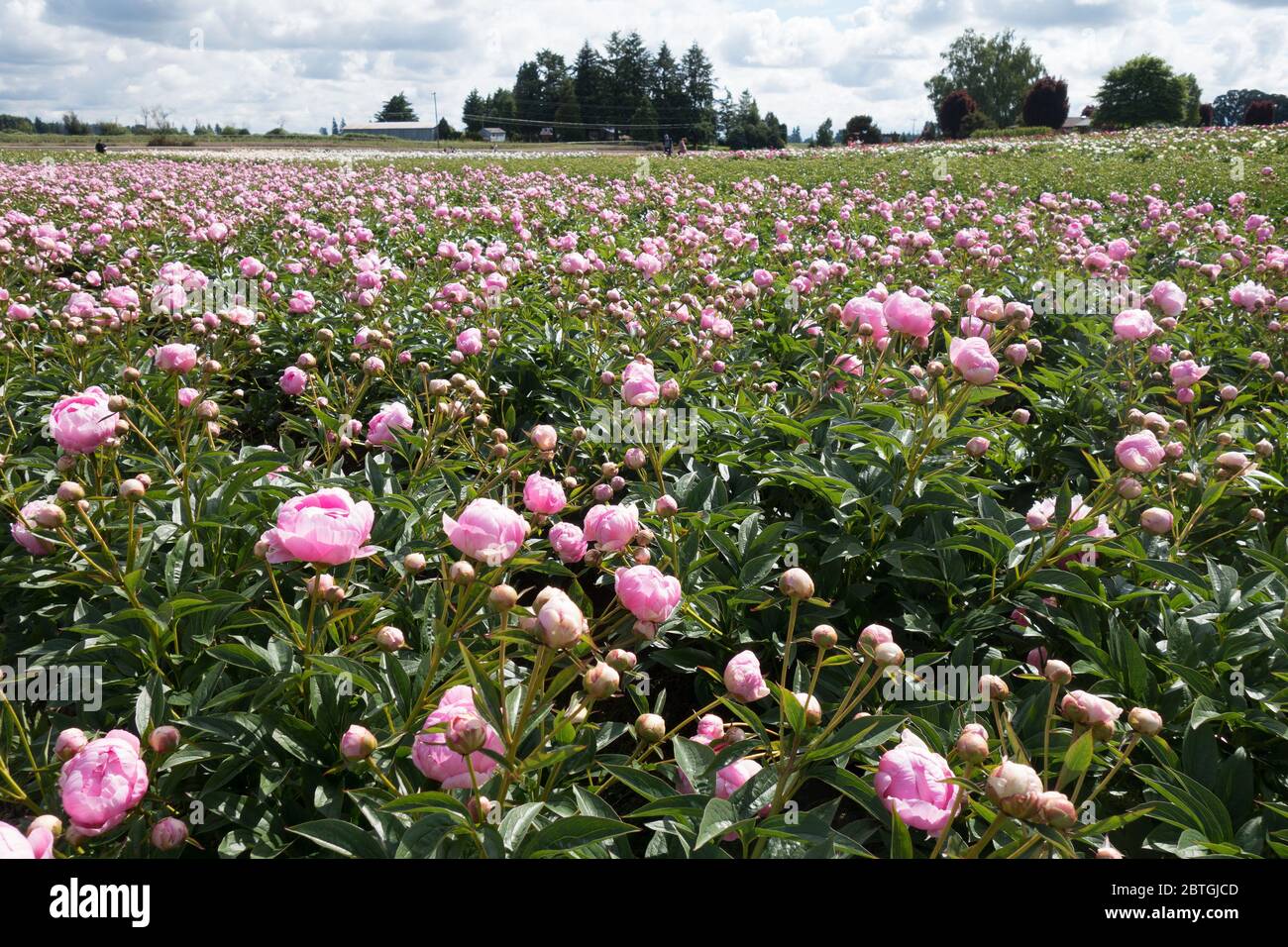 A field of peony flowers at Adelman Peony Garden in Salem, Oregon, USA