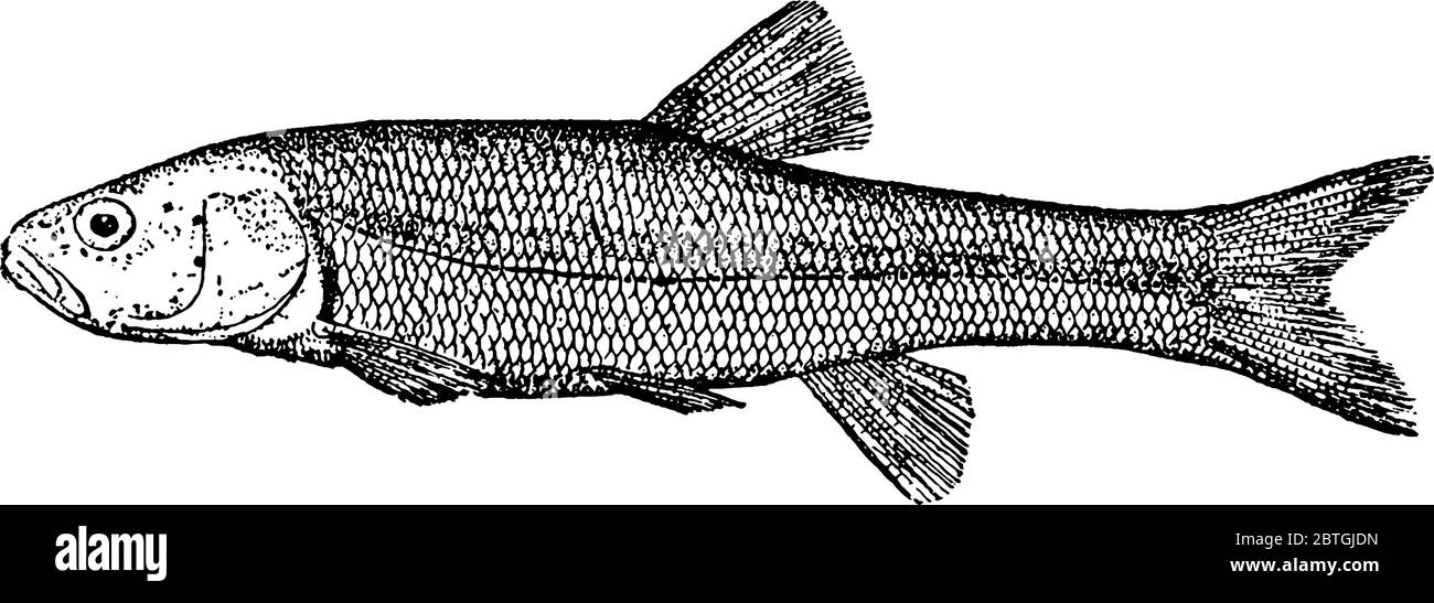The European species of freshwater fish in the carp family Cyprinidae. A type of fish with a round blunt head, its body is long and cylindrical in sha Stock Vector