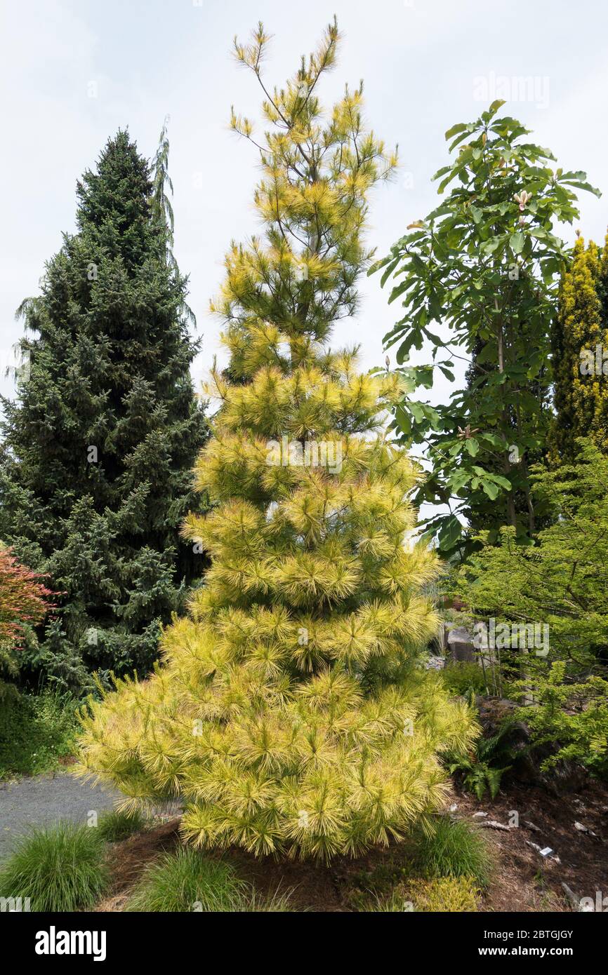 Pinus strobus 'Louie'. Stock Photo
