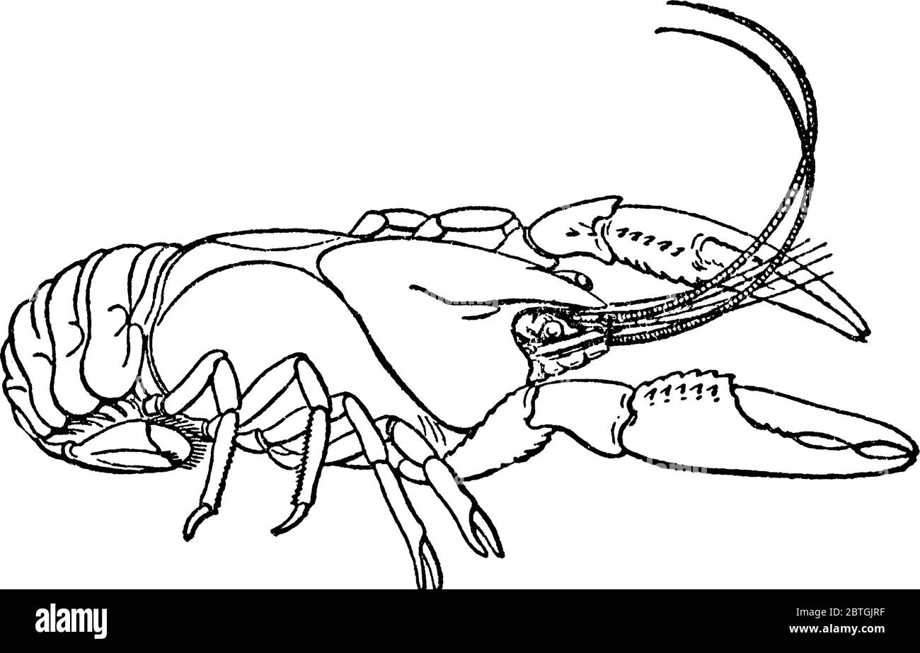 Crayfish, the freshwater crustaceans resembling small lobsters, to which they are probably closely related, vintage line drawing or engraving illustra Stock Vector