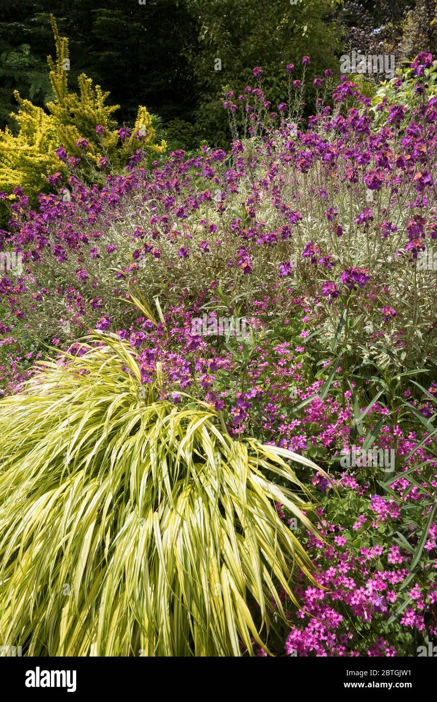 Hakone grass hakonechloa hi-res stock photography and images - Alamy