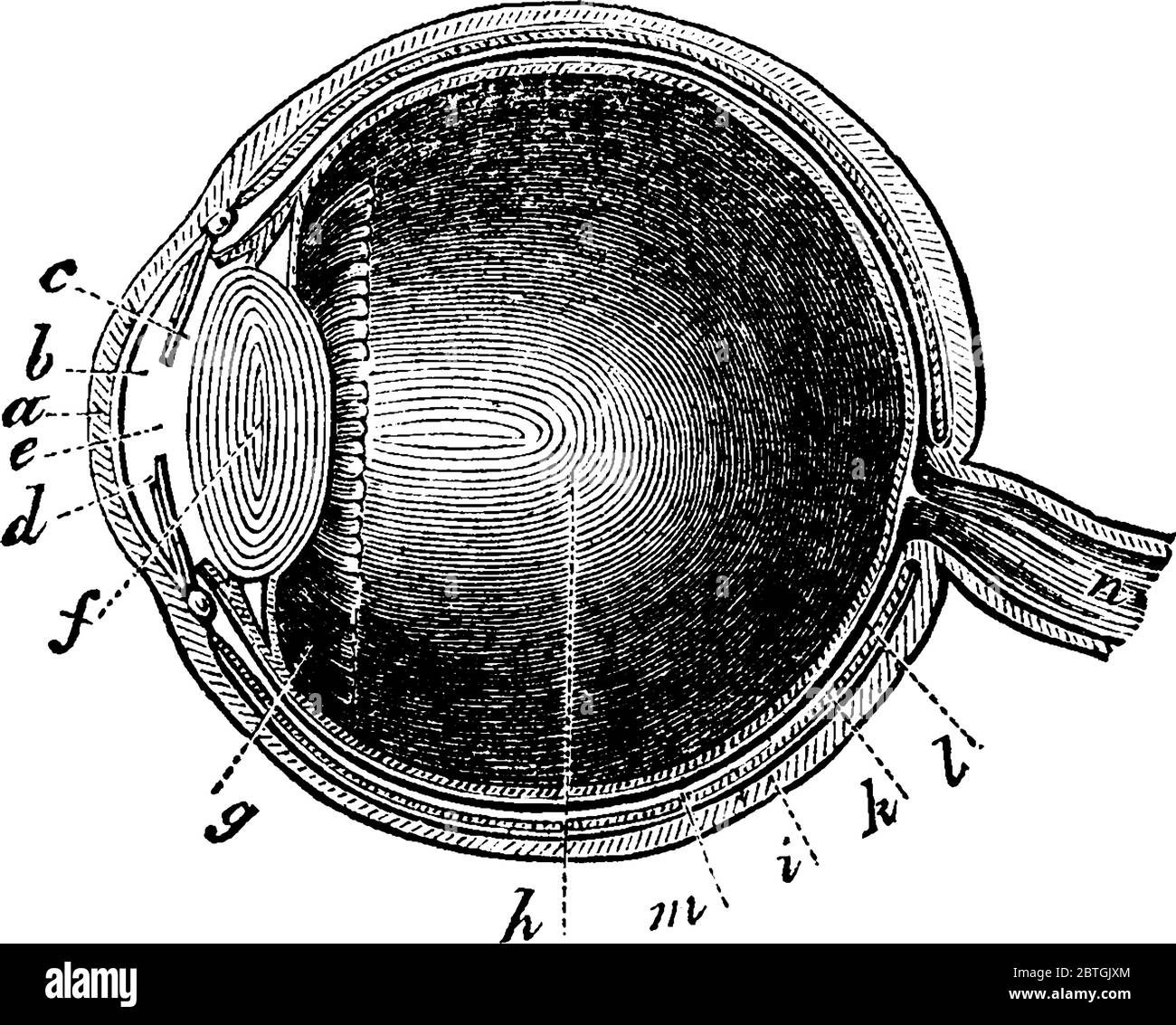 A typical representation of the human eye with the parts, pupil, retina which is an expansion of the optic nerve, choroid coat and ciliary ligaments, Stock Vector