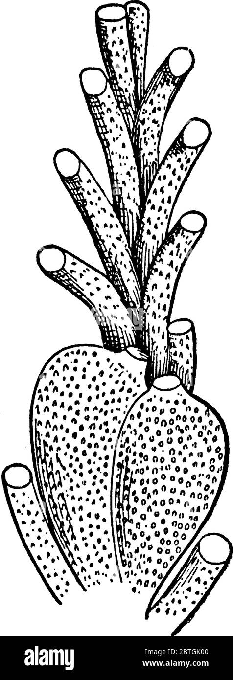 Figure shows a sedentary aquatic invertebrate of the phylum Bryozoa, which comprises the moss animals, vintage line drawing or engraving illustration Stock Vector Image & Art - Alamy Figure shows a sedentary aquatic invertebrate of the phylum Bryozoa, which comprises the moss animals, vintage line drawing or engraving illustration Stock Vector Image & Art - Alamy