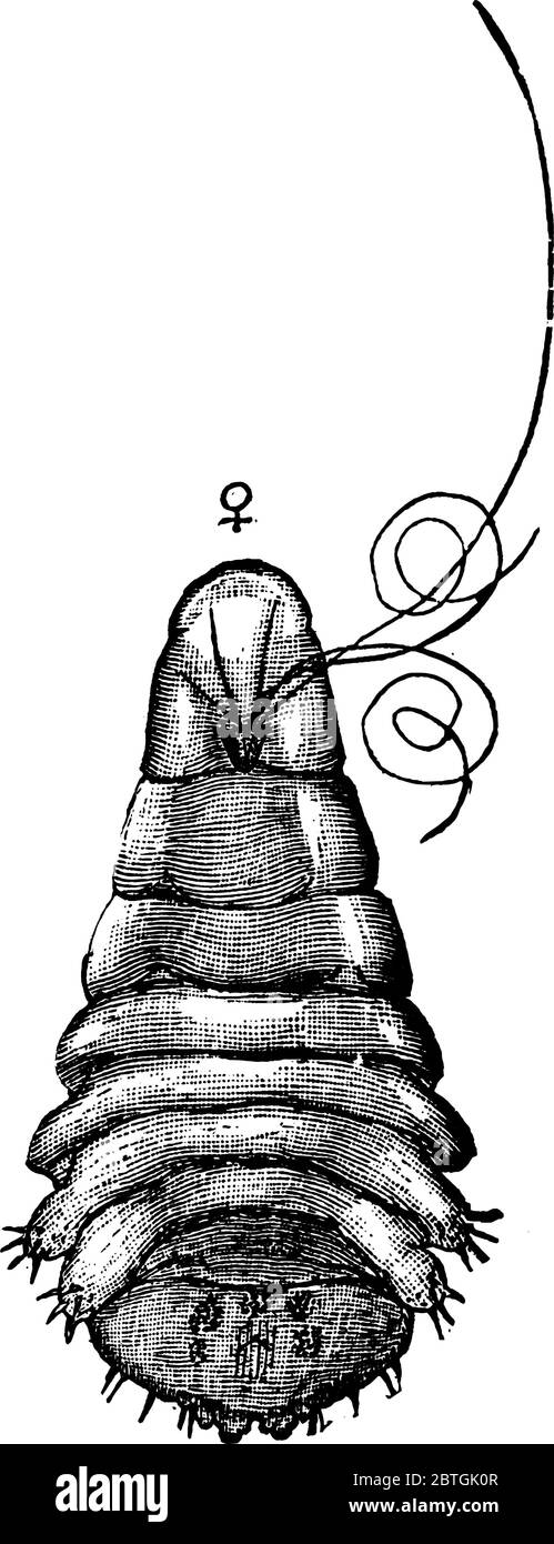 The female Mytilaspis Pomorum , vintage line drawing or engraving illustration. Stock Vector