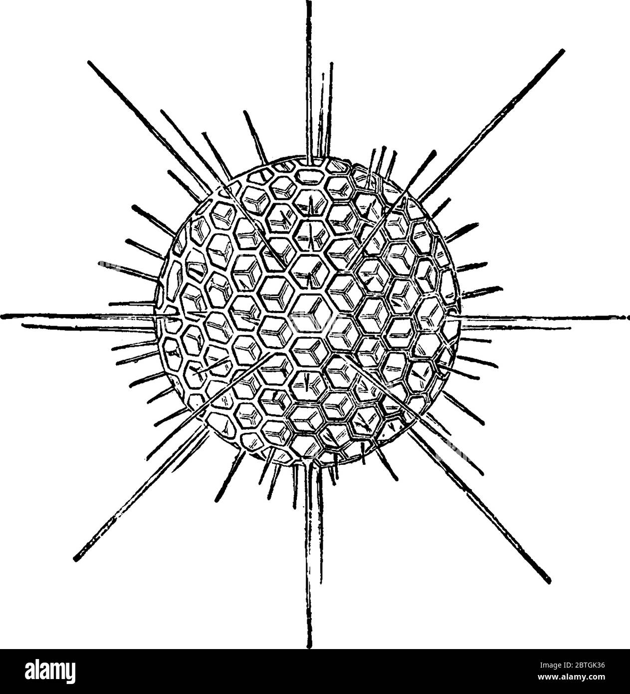 Figure showing the single-celled aquatic animal that has a spherical amoeba-like body with a spiny skeleton of silica, called radiolarian, vintage lin Stock Vector