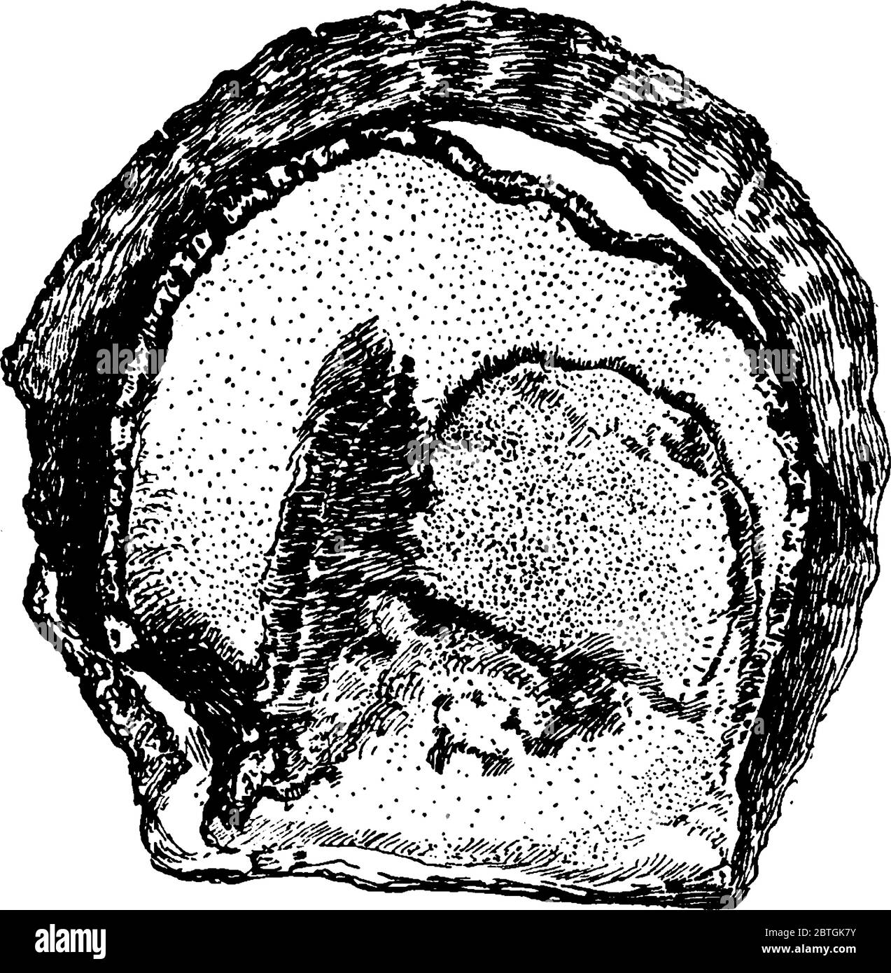 figure shows a shell of oyster, it is made of calcium carbonate and